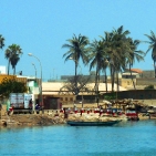 Palms on the river